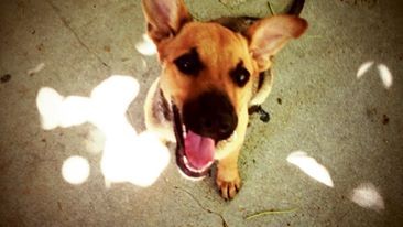 mi perrita es alegre y muy cariñosa pero no se que raza sera seme parese al belga malinois.
que dicen tiene algun paresido.
es mestisa claro esta..